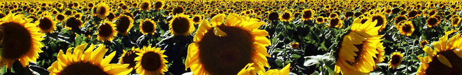 gpepe.com Rotating Header Image